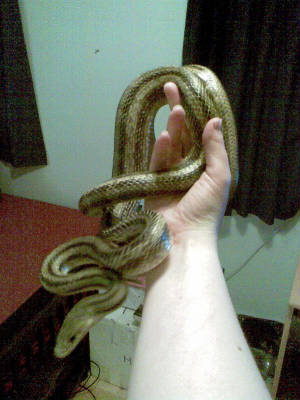 snake1.jpg
