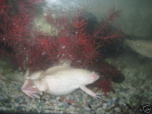 albinofrog.jpg