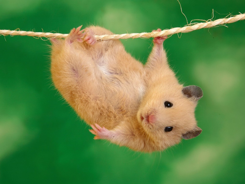 funny_hamster.jpg