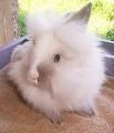 lionhead.jpg